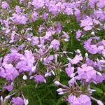 Phlox carolina 'Bill Baker'