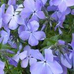 Phlox divaricata 'Blue Moon' - 