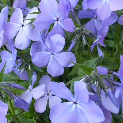 Phlox divaricata 'Blue Moon' - Phlox divaricata 'Blue Moon'