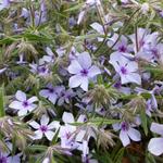 Phlox divaricata 'Chattahoochee' - 