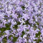 Phlox divaricata 'Clouds of Perfume' - Phlox divaricata 'Clouds of Perfume' 