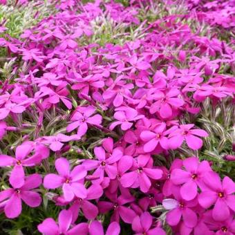 Phlox douglasii 'Crackerjack'