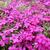 Phlox douglasii 'Crackerjack'