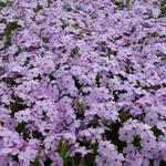 Phlox douglasii 'Lilac Cloud' - 