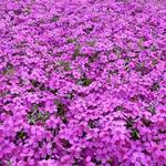 Phlox douglasii 'Waterloo' - 