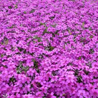 Phlox douglasii 'Waterloo'