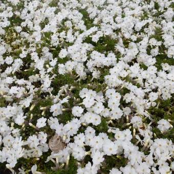 Phlox paniculata 'White Admiral'