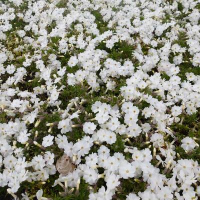 Phlox paniculata 'White Admiral' - Phlox paniculata 'White Admiral'