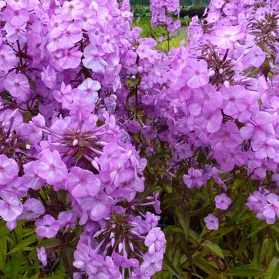 Phlox maculata 'Alpha' - Phlox maculata 'Alpha'