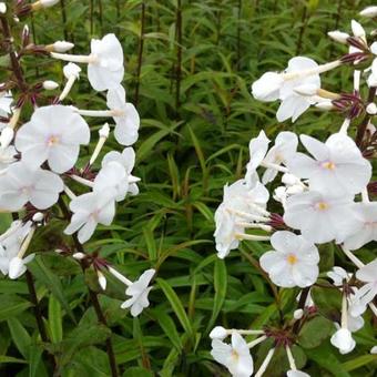 Phlox maculata 'Omega'