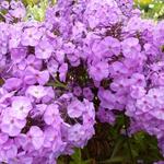 Phlox maculata 'Rosalinde' - 