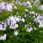 Phlox paniculata - Phlox paniculé