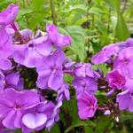 Phlox paniculata 'Amethyst' - 