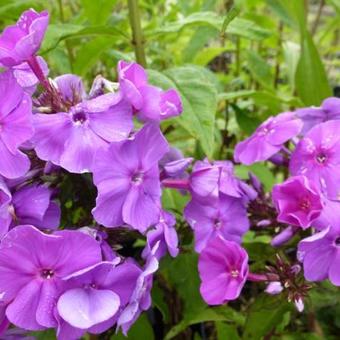 Phlox paniculata 'Amethyst'