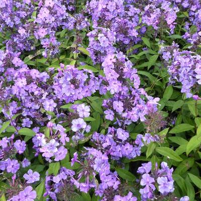 Phlox paniculata 'Blue Paradise' - 