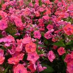 Phlox paniculata 'FLAME Coral' - 