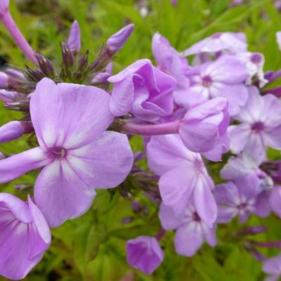 Phlox paniculata 'David's Lavender' - 