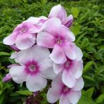 Phlox paniculata 'Europa' - 