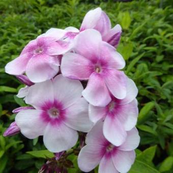 Phlox paniculata 'Europa'