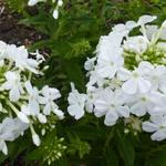 Phlox paniculata 'Fujiyama' - 