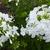 Phlox paniculata 'Fujiyama'