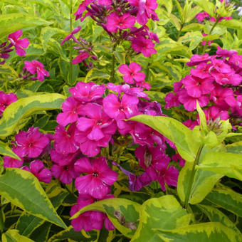 Phlox paniculata 'Goldmine'