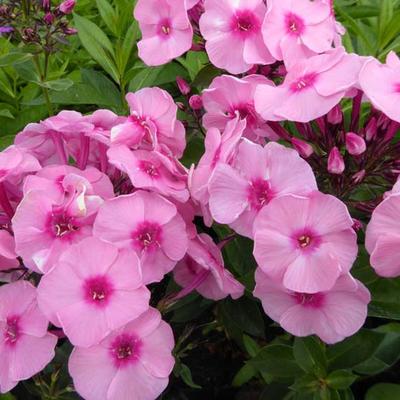 Phlox paniculata 'Herbstwalzer' - Phlox paniculata 'Herbstwalzer'