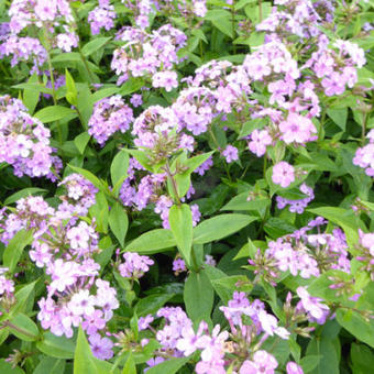 Phlox paniculata 'Hesperis'