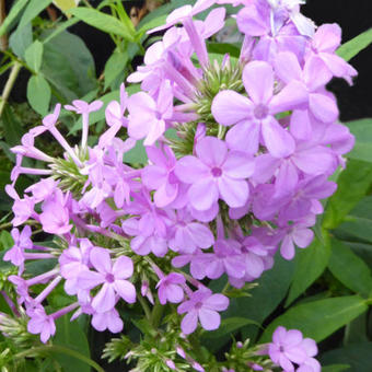 Phlox paniculata 'Jeana'