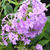 Phlox paniculata 'Jeana'