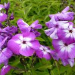 Phlox paniculata 'Uspekh' - 