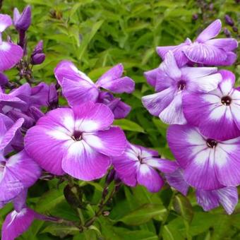 Phlox paniculata 'Uspekh'