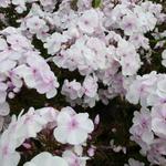 Phlox paniculata 'Monica Lynden-Bell'