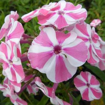 Phlox paniculata 'Peppermint Twist'