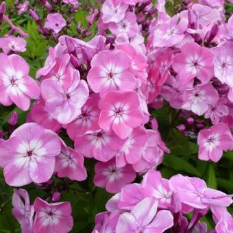 Phlox paniculata 'Pink Eye FLAME'