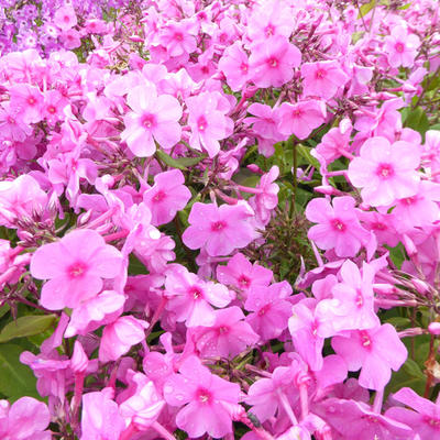 Phlox paniculata 'Pink FLAME' - 