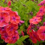 Phlox paniculata 'Red FLAME' - 