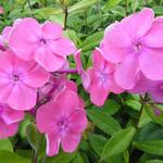 Phlox paniculata 'Rijnstroom' - 