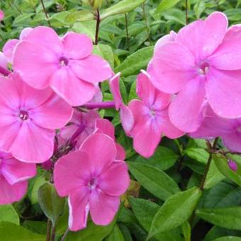 Phlox paniculata 'Rijnstroom'