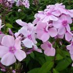 Phlox paniculata 'Rosa Pastel'