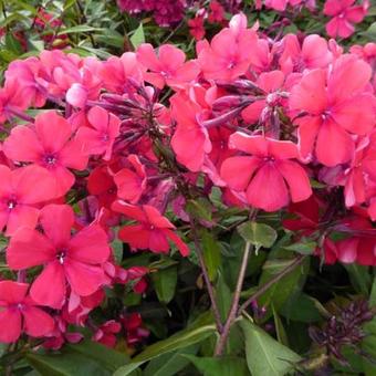 Phlox paniculata 'Starfire'