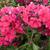 Phlox paniculata 'Starfire'