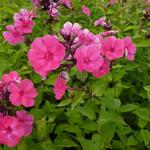 Phlox paniculata 'Tenor' - 