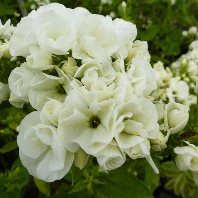 Phlox paniculata 'Tiara' - Phlox paniculata 'Tiara'