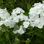 Phlox paniculata 'White Admiral' - 