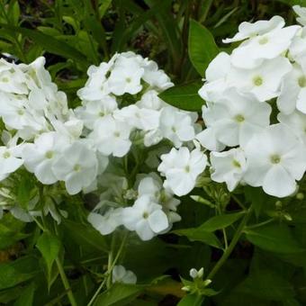 Phlox paniculata 'White Admiral'