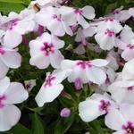 Phlox paniculata 'White Eye FLAME' - 