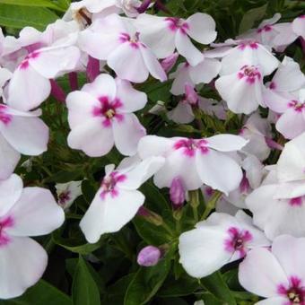 Phlox paniculata 'White Eye FLAME'