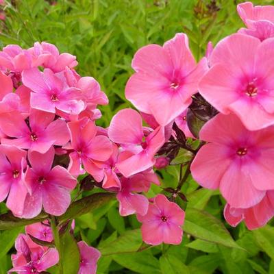 Phlox paniculata 'Windsor' - Phlox paniculata 'Windsor'