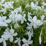 Phlox stolonifera 'Alba' - 